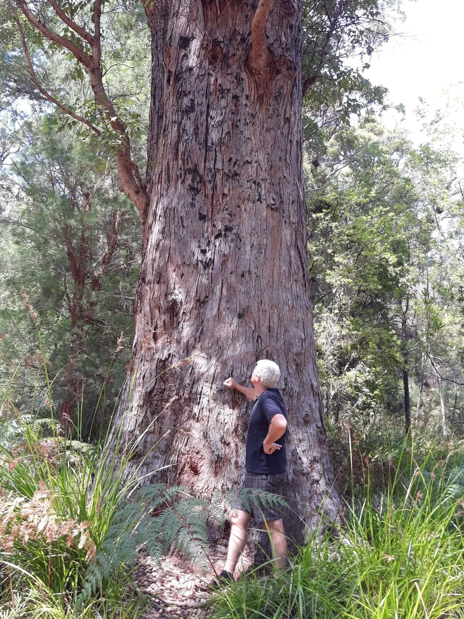 Paul dwarfed by a giant Western Australian eucalyptus