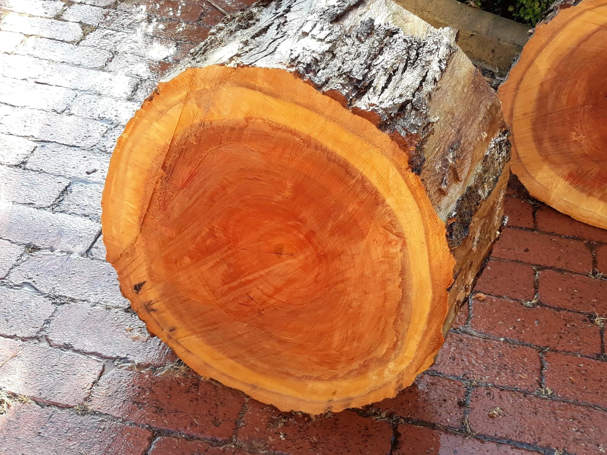 A River Red Gum log