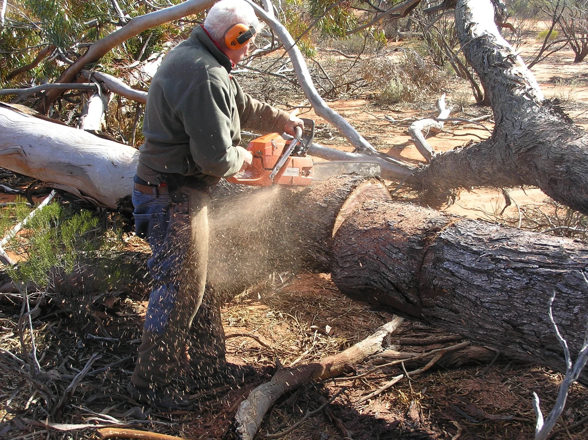 Chainsawing a salvaged log