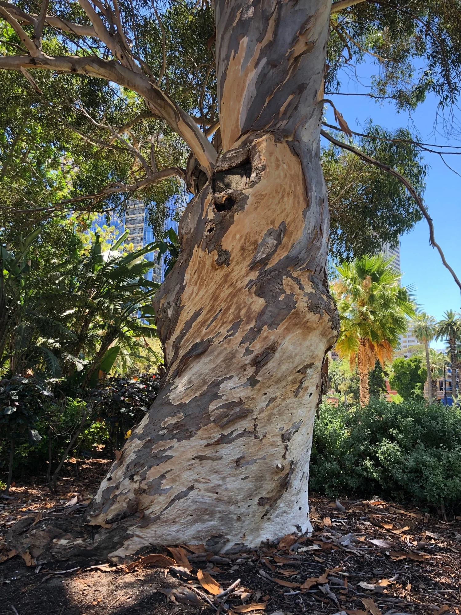 River Red Gum tree